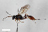  (Diaparsis nutritor - BGE_00404_G11)  @11 [ ] CreativeCommons - Attribution Non-Commercial Share-Alike (2023) Unspecified Zoologisches Forschungsmuseum Alexander Koenig