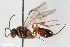  ( - BGE_00405_B11)  @11 [ ] CreativeCommons - Attribution Non-Commercial Share-Alike (2023) Unspecified Zoologisches Forschungsmuseum Alexander Koenig