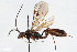 (Barycnemis filicornis - BGE_00403_C07)  @11 [ ] CreativeCommons - Attribution Non-Commercial Share-Alike (2023) Unspecified Zoologisches Forschungsmuseum Alexander Koenig