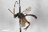  (Ctenochira sphaerocephala - BGE_00404_G04)  @11 [ ] CreativeCommons - Attribution Non-Commercial Share-Alike (2023) Unspecified Zoologisches Forschungsmuseum Alexander Koenig