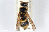 ( - BGE_00402_G03)  @11 [ ] CreativeCommons - Attribution Non-Commercial Share-Alike (2023) Unspecified Zoologisches Forschungsmuseum Alexander Koenig