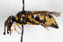  ( - BGE_00402_G03)  @11 [ ] CreativeCommons - Attribution Non-Commercial Share-Alike (2023) Unspecified Zoologisches Forschungsmuseum Alexander Koenig
