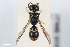  (Microdynerus nugdunensis - BGE_00403_A01)  @11 [ ] CreativeCommons - Attribution Non-Commercial Share-Alike (2023) Unspecified Zoologisches Forschungsmuseum Alexander Koenig