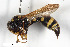  (Pareumenes laminatus - BGE_00403_C09)  @11 [ ] CreativeCommons - Attribution Non-Commercial Share-Alike (2023) Unspecified Zoologisches Forschungsmuseum Alexander Koenig