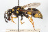  ( - BGE_00403_D09)  @11 [ ] CreativeCommons - Attribution Non-Commercial Share-Alike (2023) Unspecified Zoologisches Forschungsmuseum Alexander Koenig