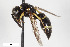  (Stenodynerus laticinctus - BGE_00403_B11)  @11 [ ] CreativeCommons - Attribution Non-Commercial Share-Alike (2023) Unspecified Zoologisches Forschungsmuseum Alexander Koenig