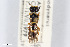  ( - BGE_00403_A06)  @11 [ ] CreativeCommons - Attribution Non-Commercial Share-Alike (2023) Unspecified Zoologisches Forschungsmuseum Alexander Koenig