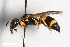  (Stenodynerus fastidiosissimus - BGE_00403_A06)  @11 [ ] CreativeCommons - Attribution Non-Commercial Share-Alike (2023) Unspecified Zoologisches Forschungsmuseum Alexander Koenig
