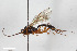  (Cryptopimpla arvicola - BGE_00404_C08)  @11 [ ] CreativeCommons - Attribution Non-Commercial Share-Alike (2023) Unspecified Zoologisches Forschungsmuseum Alexander Koenig