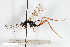  (Exetastes atrator - BGE_00404_E11)  @11 [ ] CreativeCommons - Attribution Non-Commercial Share-Alike (2023) Unspecified Zoologisches Forschungsmuseum Alexander Koenig