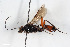  (Exetastes femorator - BGE_00404_F12)  @11 [ ] CreativeCommons - Attribution Non-Commercial Share-Alike (2023) Unspecified Zoologisches Forschungsmuseum Alexander Koenig