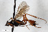  (Exetastes gracilicornis - BGE_00404_C09)  @11 [ ] CreativeCommons - Attribution Non-Commercial Share-Alike (2023) Unspecified Zoologisches Forschungsmuseum Alexander Koenig