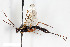  (Apophua cicatricosa - BGE_00403_D03)  @11 [ ] CreativeCommons - Attribution Non-Commercial Share-Alike (2023) Unspecified Zoologisches Forschungsmuseum Alexander Koenig