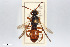  ( - BGE_00403_H09)  @11 [ ] CreativeCommons - Attribution Non-Commercial Share-Alike (2023) Unspecified Zoologisches Forschungsmuseum Alexander Koenig