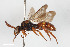  ( - BGE_00403_H09)  @11 [ ] CreativeCommons - Attribution Non-Commercial Share-Alike (2023) Unspecified Zoologisches Forschungsmuseum Alexander Koenig