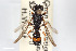  (Cerceris concinna - BGE_00403_H05)  @11 [ ] CreativeCommons - Attribution Non-Commercial Share-Alike (2023) Unspecified Zoologisches Forschungsmuseum Alexander Koenig