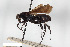  ( - BGE_00402_G10)  @11 [ ] CreativeCommons - Attribution Non-Commercial Share-Alike (2023) Unspecified Zoologisches Forschungsmuseum Alexander Koenig