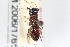  ( - BGE_00403_F10)  @11 [ ] CreativeCommons - Attribution Non-Commercial Share-Alike (2023) Unspecified Zoologisches Forschungsmuseum Alexander Koenig