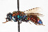  ( - BGE_00403_F10)  @11 [ ] CreativeCommons - Attribution Non-Commercial Share-Alike (2023) Unspecified Zoologisches Forschungsmuseum Alexander Koenig