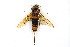  (Urocerus augur - BGE_00402_E09)  @11 [ ] CreativeCommons - Attribution Non-Commercial Share-Alike (2023) Unspecified Zoologisches Forschungsmuseum Alexander Koenig