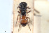  (Nysson quadriguttatus - BGE_00403_G01)  @11 [ ] CreativeCommons - Attribution Non-Commercial Share-Alike (2023) Unspecified Zoologisches Forschungsmuseum Alexander Koenig