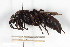  (Eoferreola distincta - BGE_00402_F08)  @11 [ ] CreativeCommons - Attribution Non-Commercial Share-Alike (2023) Unspecified Zoologisches Forschungsmuseum Alexander Koenig
