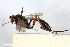  ( - BGE_00402_C09)  @11 [ ] CreativeCommons - Attribution Non-Commercial Share-Alike (2023) Unspecified Zoologisches Forschungsmuseum Alexander Koenig