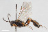  ( - BGE_00404_F05)  @11 [ ] CreativeCommons - Attribution Non-Commercial Share-Alike (2023) Unspecified Zoologisches Forschungsmuseum Alexander Koenig