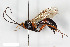  ( - BGE_00404_H01)  @11 [ ] CreativeCommons - Attribution Non-Commercial Share-Alike (2023) Unspecified Zoologisches Forschungsmuseum Alexander Koenig
