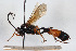  ( - BGE_00404_H02)  @11 [ ] CreativeCommons - Attribution Non-Commercial Share-Alike (2023) Unspecified Zoologisches Forschungsmuseum Alexander Koenig