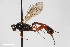  ( - BGE_00405_F04)  @11 [ ] CreativeCommons - Attribution Non-Commercial Share-Alike (2023) Unspecified Zoologisches Forschungsmuseum Alexander Koenig