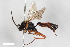  (Hyposoter sicarius - BGE_00405_F05)  @11 [ ] CreativeCommons - Attribution Non-Commercial Share-Alike (2023) Unspecified Zoologisches Forschungsmuseum Alexander Koenig
