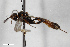  ( - BGE_00407_D08)  @11 [ ] CreativeCommons - Attribution Non-Commercial Share-Alike (2023) Unspecified Zoologisches Forschungsmuseum Alexander Koenig