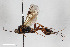  (Pristomerus orbitalis - BGE_00404_D09)  @11 [ ] CreativeCommons - Attribution Non-Commercial Share-Alike (2023) Unspecified Zoologisches Forschungsmuseum Alexander Koenig