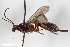  ( - BGE_00403_B01)  @11 [ ] CreativeCommons - Attribution Non-Commercial Share-Alike (2023) Unspecified Zoologisches Forschungsmuseum Alexander Koenig