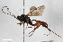  (Cryptus immitis - BGE_00404_D05)  @11 [ ] CreativeCommons - Attribution Non-Commercial Share-Alike (2023) Unspecified Zoologisches Forschungsmuseum Alexander Koenig