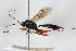  (Cryptus spiralis - BGE_00404_D07)  @11 [ ] CreativeCommons - Attribution Non-Commercial Share-Alike (2023) Unspecified Zoologisches Forschungsmuseum Alexander Koenig
