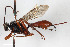  (Cryptus inculcator - BGE_00404_E07)  @11 [ ] CreativeCommons - Attribution Non-Commercial Share-Alike (2023) Unspecified Zoologisches Forschungsmuseum Alexander Koenig