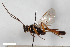  (Hoplocryptus fugitivus - BGE_00406_C07)  @11 [ ] CreativeCommons - Attribution Non-Commercial Share-Alike (2023) Unspecified Zoologisches Forschungsmuseum Alexander Koenig