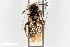  ( - BGE_00403_E12)  @11 [ ] CreativeCommons - Attribution Non-Commercial Share-Alike (2023) Unspecified Zoologisches Forschungsmuseum Alexander Koenig