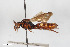  ( - BGE_00403_G12)  @11 [ ] CreativeCommons - Attribution Non-Commercial Share-Alike (2023) Unspecified Zoologisches Forschungsmuseum Alexander Koenig