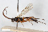  (Glypta trochanterata - BGE_00406_C01)  @11 [ ] CreativeCommons - Attribution Non-Commercial Share-Alike (2023) Unspecified Zoologisches Forschungsmuseum Alexander Koenig