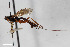  (Glypta nigricornis - BGE_00406_A12)  @11 [ ] CreativeCommons - Attribution Non-Commercial Share-Alike (2023) Unspecified Zoologisches Forschungsmuseum Alexander Koenig