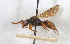  ( - BGE_00407_F12)  @11 [ ] CreativeCommons - Attribution Non-Commercial Share-Alike (2023) Unspecified Zoologisches Forschungsmuseum Alexander Koenig