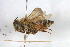  (Andrena transitoria - BGE_00407_G08)  @11 [ ] CreativeCommons - Attribution Non-Commercial Share-Alike (2023) Unspecified Zoologisches Forschungsmuseum Alexander Koenig