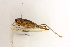  (Anadrymadusa ornatipennis - BGE_00414_F04)  @11 [ ] CreativeCommons - Attribution Non-Commercial Share-Alike (2024) Unspecified Zoologisches Forschungsmuseum Alexander Koenig