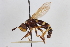  (Physocephala chrysorrhoea - BGE_00412_F01)  @11 [ ] CreativeCommons - Attribution Non-Commercial Share-Alike (2024) Unspecified Zoologisches Forschungsmuseum Alexander Koenig