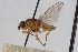  (Chlorops strigulus - BGE_00412_C08)  @11 [ ] CreativeCommons - Attribution Non-Commercial Share-Alike (2024) Unspecified Zoologisches Forschungsmuseum Alexander Koenig