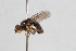  (Dalmannia dorsalis - BGE_00412_D07)  @11 [ ] CreativeCommons - Attribution Non-Commercial Share-Alike (2024) Unspecified Zoologisches Forschungsmuseum Alexander Koenig