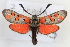  ( - BGE_00401_F08)  @11 [ ] CreativeCommons - Attribution Non-Commercial Share-Alike (2024) Unspecified Zoologisches Forschungsmuseum Alexander Koenig